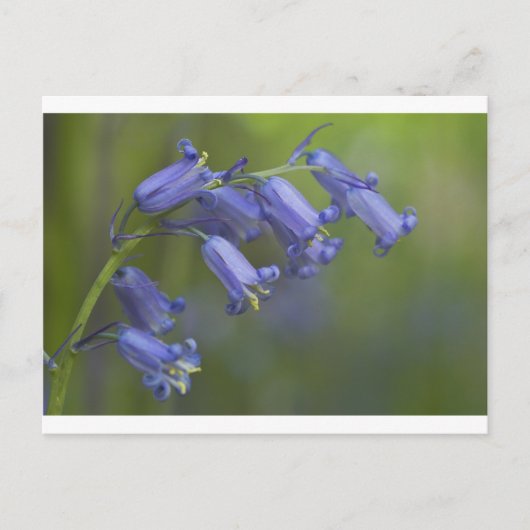 英国のBluebell ポストカード (正面)