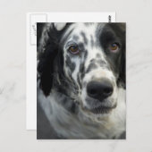 英国セッタードッグはがき ポストカード (正面/裏面)