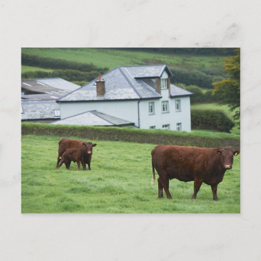 英国デボン ポストカード (正面)