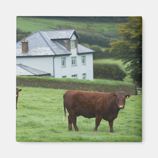 英国デボン マグネット (正面)