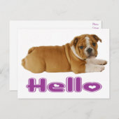 英国ブルドッグワンピードッグ – ハローパープルハート ポストカード (正面/裏面)