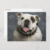 英国ブルドッグ ポストカード (正面/裏面)