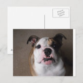 英国ブルドッグ ポストカード (正面/裏面)