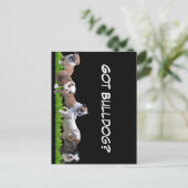 英国ブルドッグ ポストカード (スタンド正面)