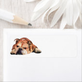 英国ブルドッグ ラベル (インサイチュ)