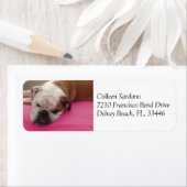 英国ブルドッグ ラベル (インサイチュ)