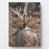 英国ロンドンのリッチモンド公園のキングズディアー フォトプラーク (正面)