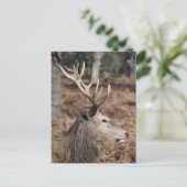 英国ロンドンのリッチモンド公園のキングズディアー ポストカード (スタンド正面)