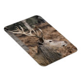 英国ロンドンのリッチモンド公園のキングズディアー マグネット (右側)