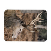 英国ロンドンのリッチモンド公園のキングズディアー マグネット (横)