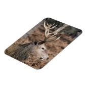 英国ロンドンのリッチモンド公園のキングズディアー マグネット (左側)