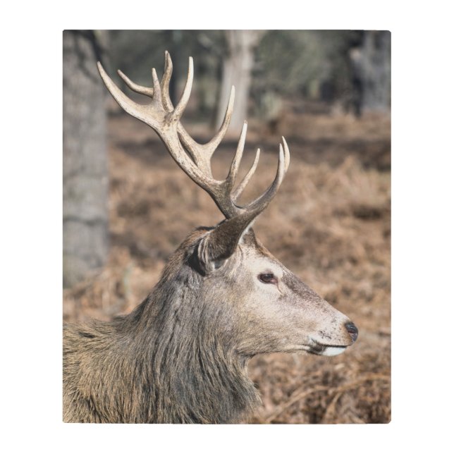 英国ロンドンのリッチモンド公園のキングズディアー メタルプリント (正面)