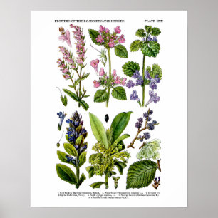 英国ワイルドフラワーアートプリントNo.8植物芸術 ポスター
