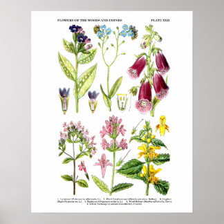 英国野草花プリント第3植物芸術 ポスター