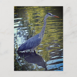 英国食べ物を与えのRHS WisleyにあるHeron's in the Pond ポストカード