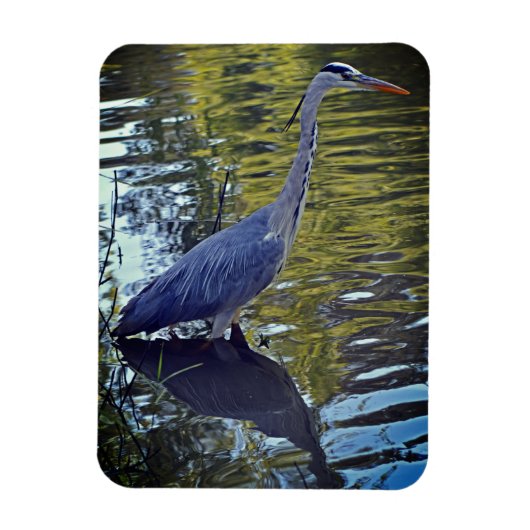 英国食べ物を与えのRHS WisleyにあるHeron's in the Pond マグネット (縦)