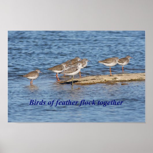 英国鳥の諺 ポスター (正面)