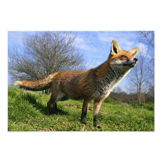 英国、イングランド。アカギツネ(Vulpes vulpes) フォトプリント (正面)