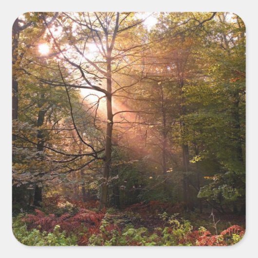 英国。ディーンの森。サンビームがAを貫通する スクエアシール (正面)