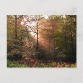 英国。ディーンの森。サンビームがAを貫通する ポストカード (正面)