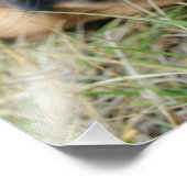 英語のマスティフの犬の笑顔 – 写真 フォトプリント (角)