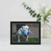 英語のBulldogはがき ポストカード (スタンド正面)