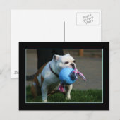 英語のBulldogはがき ポストカード (正面/裏面)