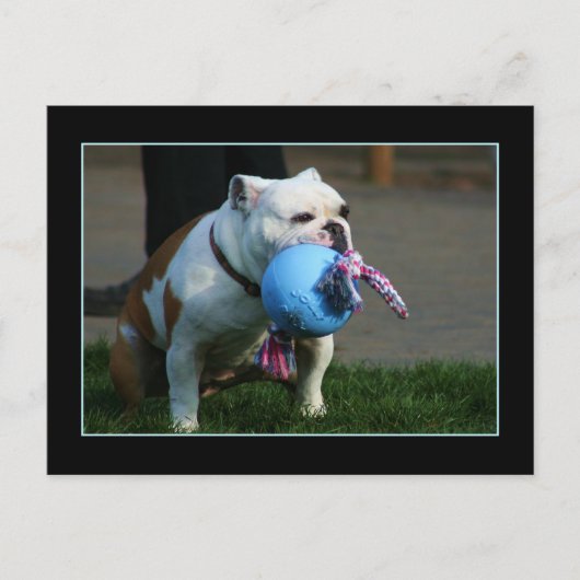 英語のBulldogはがき ポストカード (正面)