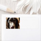 英語のspringerスパニエル犬liver.png ラベル (インサイチュ)