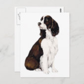 英語スプリンガースパニエル犬ドッグアートはがき ポストカード (正面/裏面)