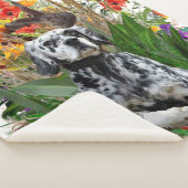 英語セッター シェルパブランケット (3/4)