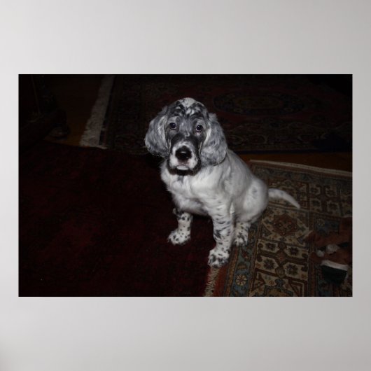 英語セッター ポスター (正面)