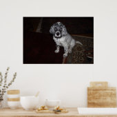 英語セッター ポスター (キッチン)