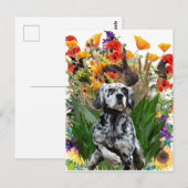 英語セッター ポストカード (正面/裏面)