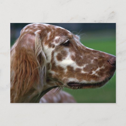 英語セッター ポストカード (正面)