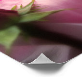 英語バラピンク ポスター (角)