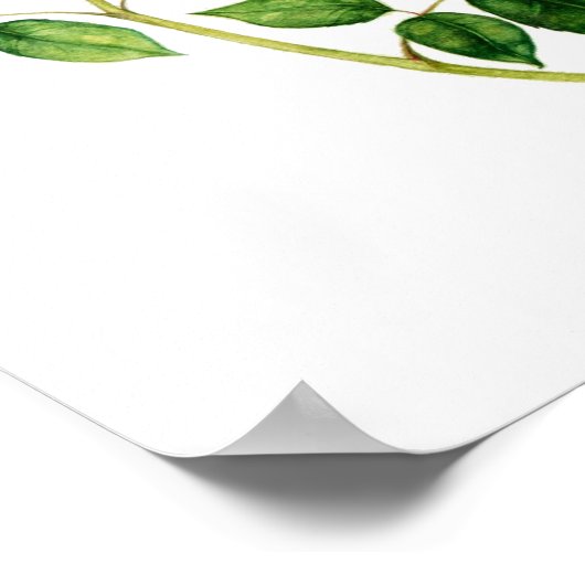 英語バラ ポスター (角)