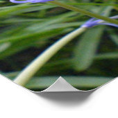 英語ブルーベル ポスター (角)