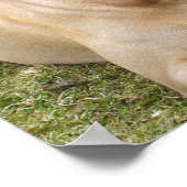 英語マスティフのポスタープリント ポスター (角)