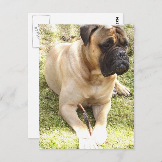 英語マスティフはがき ポストカード (正面/裏面)