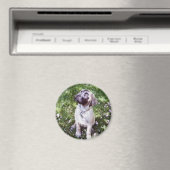 英語マスティフ磁石 マグネット (インサイチュ (食洗機))