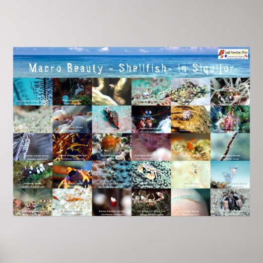 英語：マクロ美しい- Sea- in Siquijor ポスター (正面)