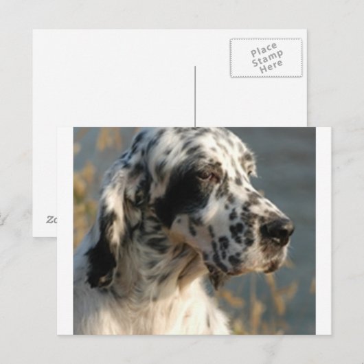 英語setter 2.png ポストカード (正面/裏面)