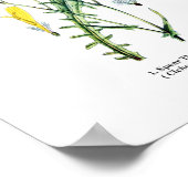 英野草植物第11号 ポスター (角)