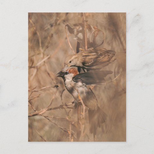 茂みの中の茶色いスズメの鳥の野生動物写真 ポストカード (正面)