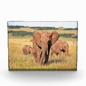 茂みの中の象の家族 フォトブロック (正面)