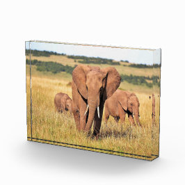 茂みの中の象の家族 フォトブロック