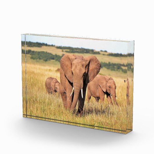 茂みの中の象の家族 フォトブロック (右)