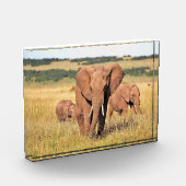 茂みの中の象の家族 フォトブロック (左)