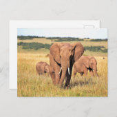 茂みの中の象の家族 ポストカード (正面/裏面)